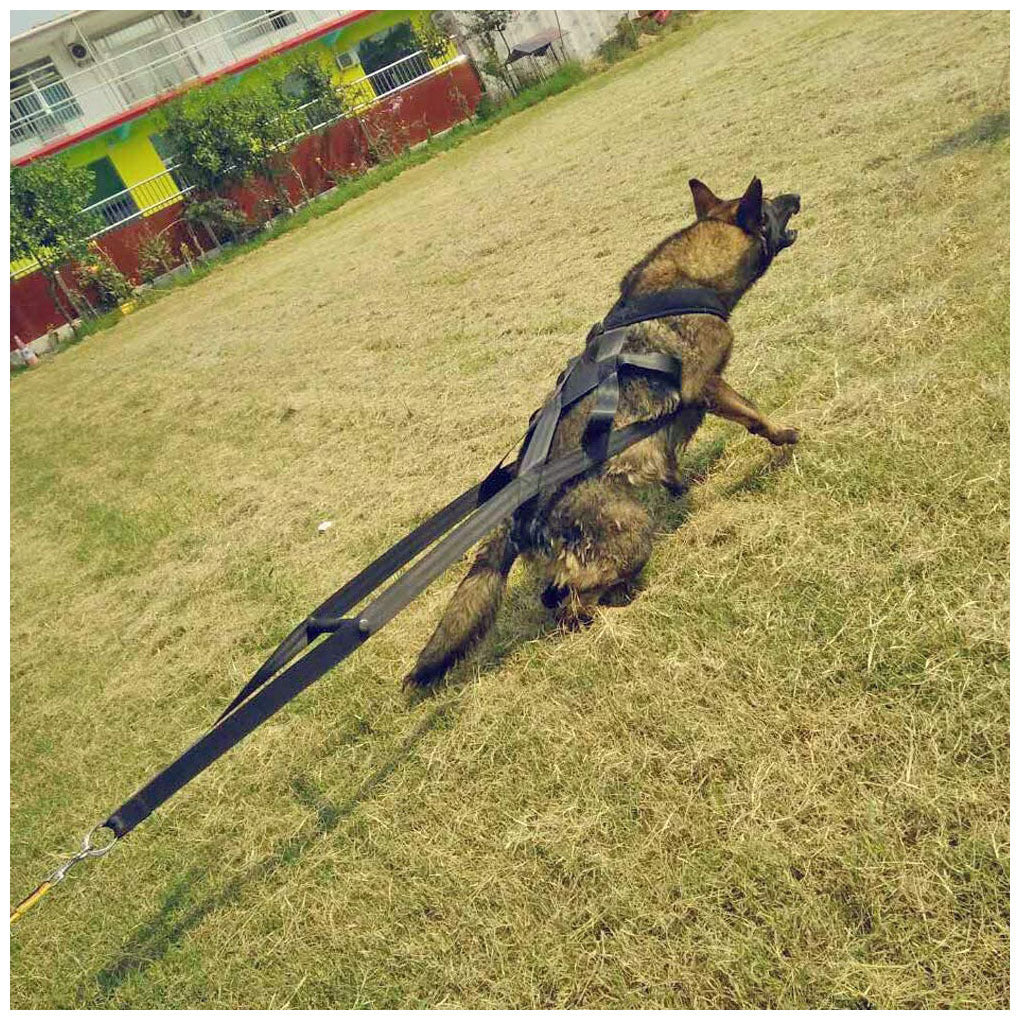 Laisse Harnais d'entrainement